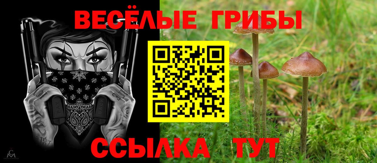 Псилоцибиновые грибы Psilocybe  Вход с VPN  Кинель 